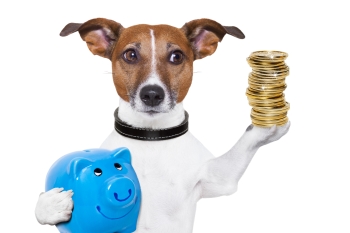 Hund mit Sparschwein und Münzen